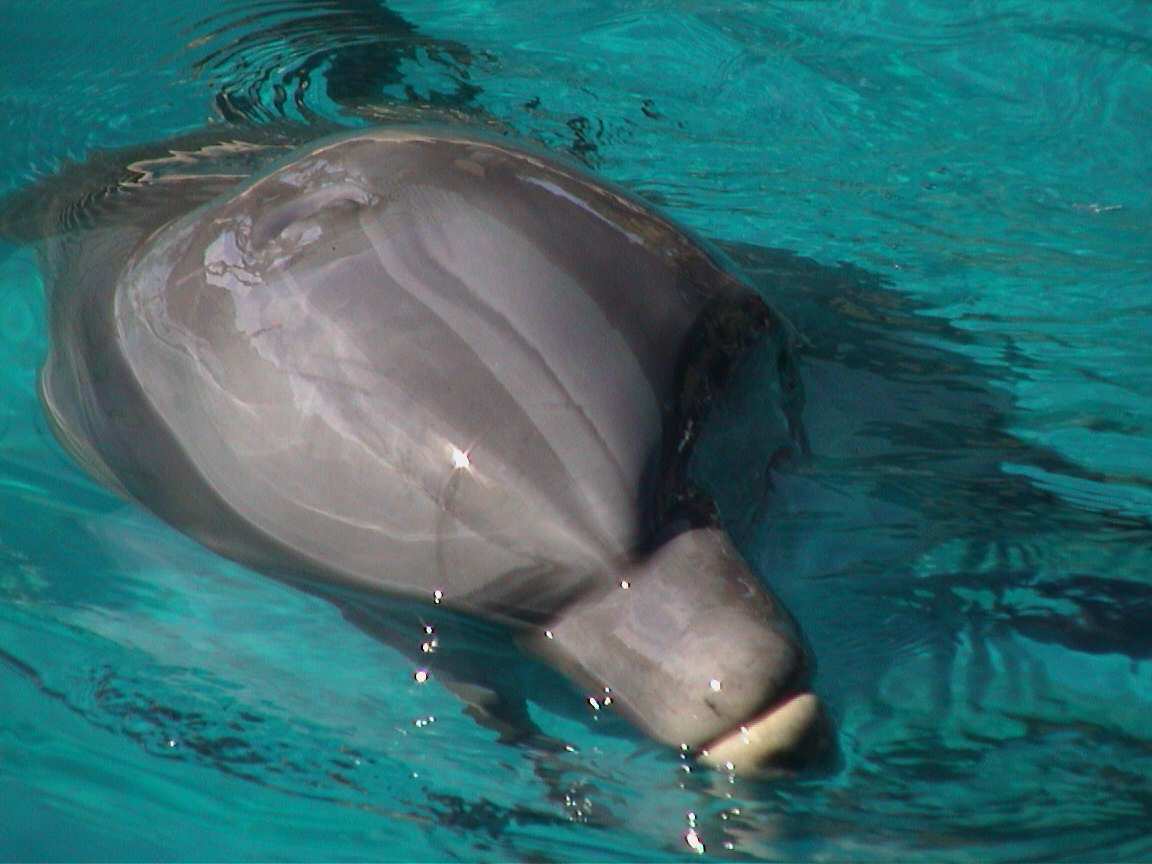 Pssst, got any fish?