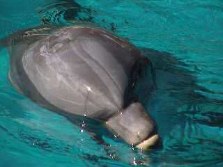 Pssst, got any fish?